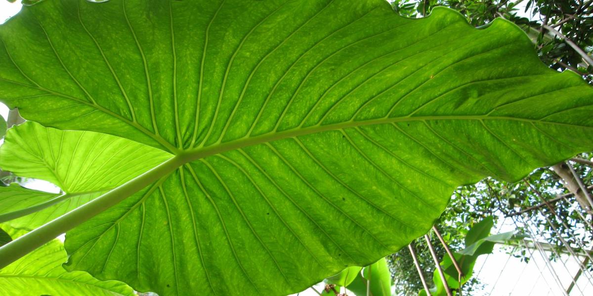 how to take care of alocasia plants