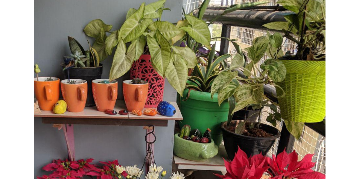 Gardening in small spaces – for new plant enthusiasts. 