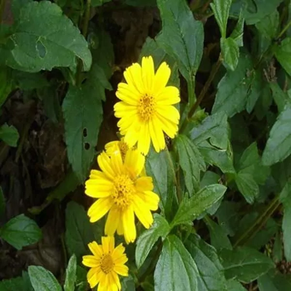 Wedelia  (Sphagneticola Trilobata) Plant