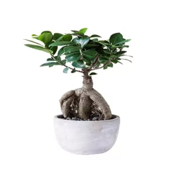 Ficus Bonsai - Plant