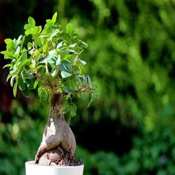 Ficus Bonsai - Plant (L)