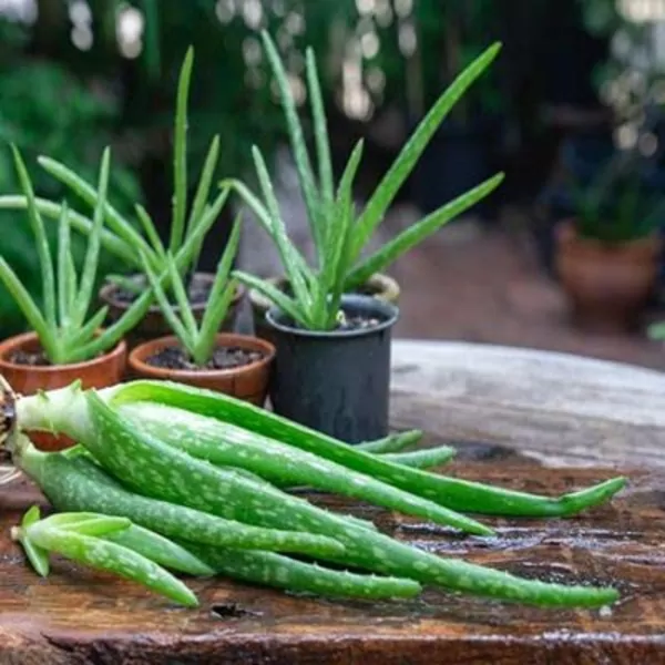 Aloe vera  plant