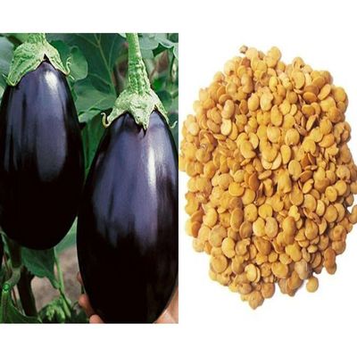 Eggplant seeds