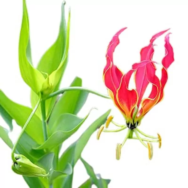 Flame Lily plant (Gloriosa superba)