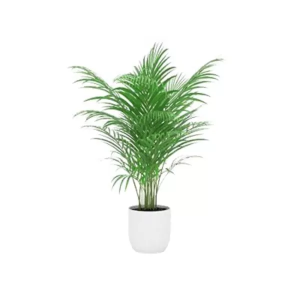 Table deals palm plant