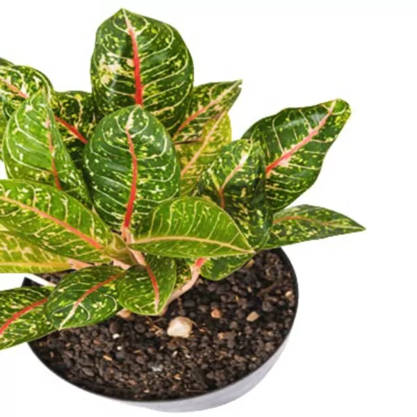 Chinese evergreen plant (Aglaonema dona carmen)