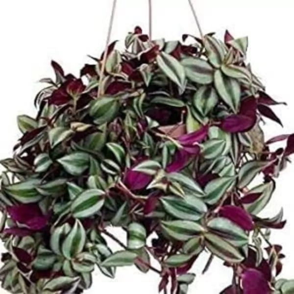 Wandering jew plant (Tradescantia zebrina)