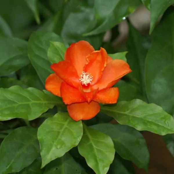 Wax rose cactus plant (pereskia bleo)