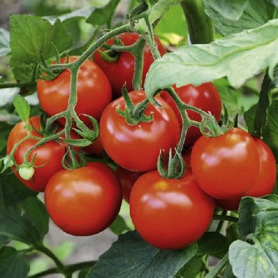 Round Tomato seeds