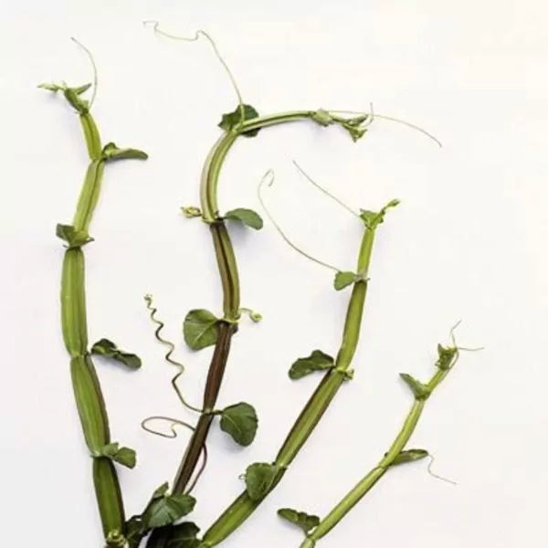 Veld grape plant (Cissus quadrangularis)