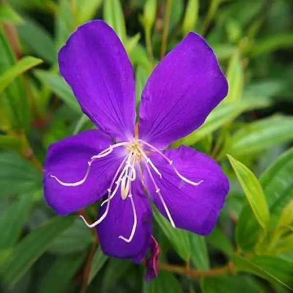 Melastoma malabathricum plant (purple)