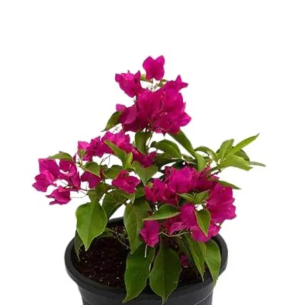 Bougainvillea plant  (Pink) 