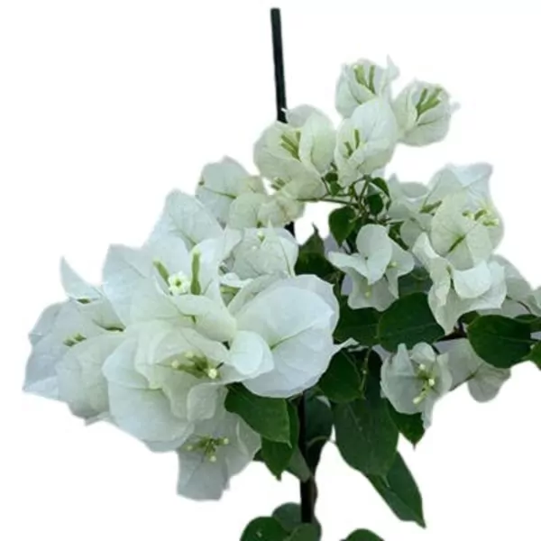 Bougainvillea plant  (white) 