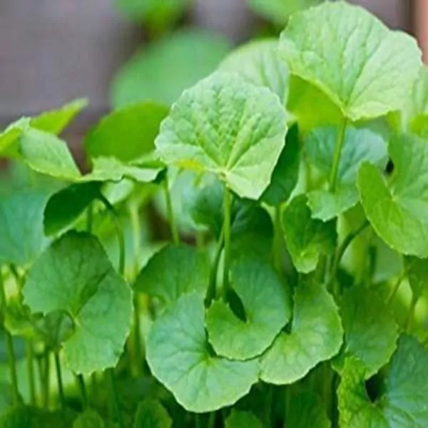 Indian Pennyworth plant (Centella asiatica)