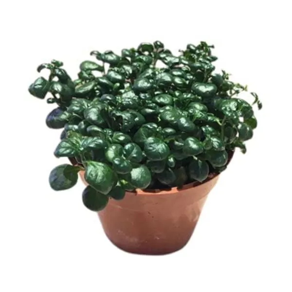 Bubble Plant