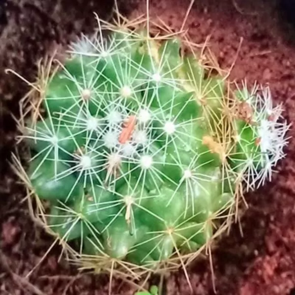 Gymnocalycium Bruchii Cactus Plant