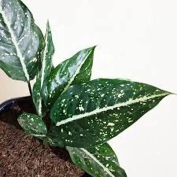 Aglaonema Costatum Dwarf (Emerald Star) Plant