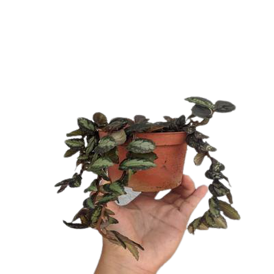 Wavy Watermelon Begonia Hanging Plant (Pellionia repens)