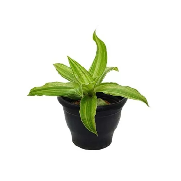 Basket (Callisia fragrans) hanging Plant