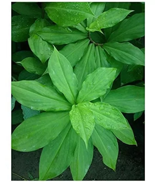 Insulin Medicinal Plant (Costus igneus)