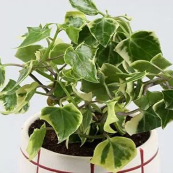 English ivy (Hedera helix) Plant