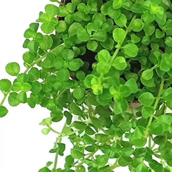 Baby's tears (Soleirolia soleirolii) Plant