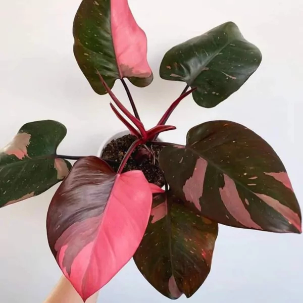 Philodendron Pink Princess  plant.