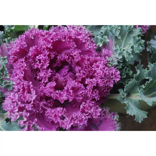 Ornamental Cabbage (Kale purple) Plant