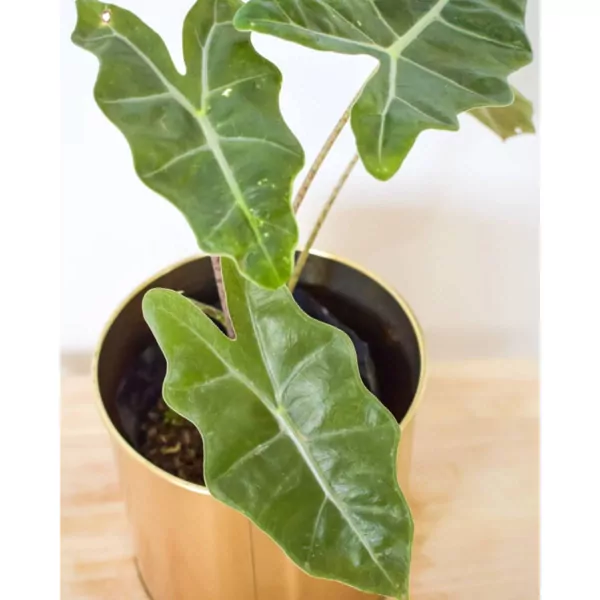 Alocasia plant (Pseudo Sanderiana)