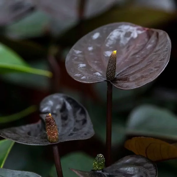 Anthurium (Black Beauty) Plant