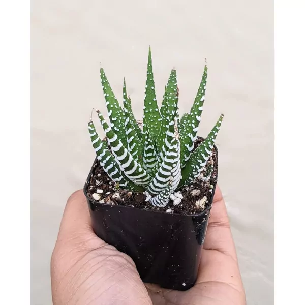 Haworthia Fasciata Plant (Zebra) 