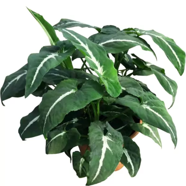 Syngonium Black Velvet (wendlandii) plant