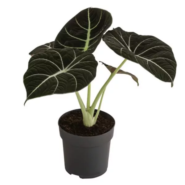 Alocasia Black Velvet (Reginula) Plant