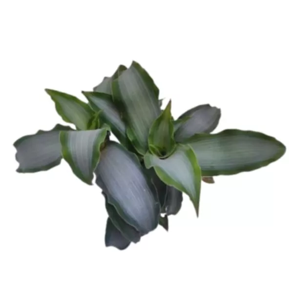 Tradescantia Silver ‘Moon Dust’ Plant