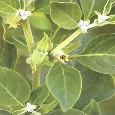 Ashwagandha Seeds