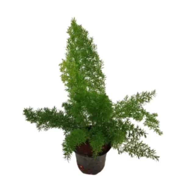 Asparagus Foxtail Fern Plant