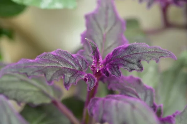 Royal Velvet (Gynura aurantiaca) Plant