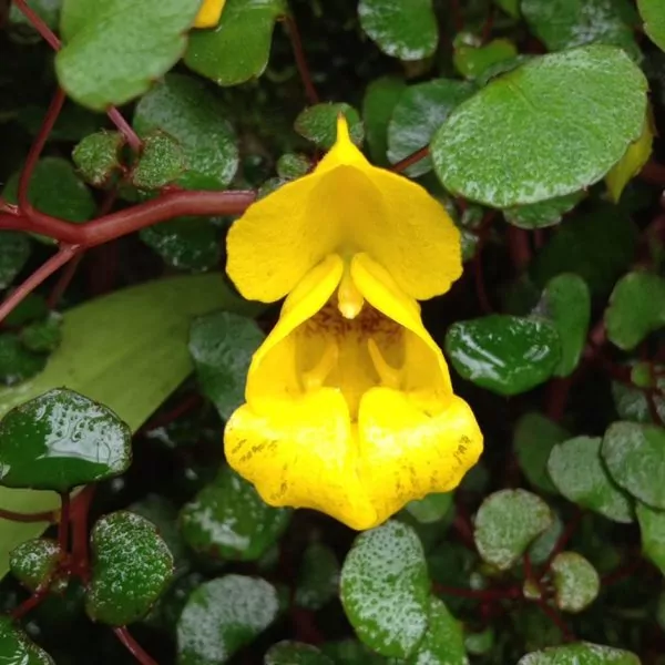 Yellow Creeping Jenny (Impatiens repens) Plant