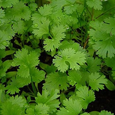 Coriander Seeds