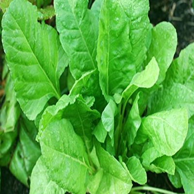 Spinach all green seeds