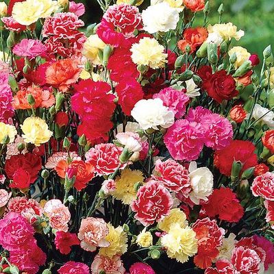 Dianthus chaubaud mixed seeds