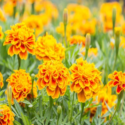 Marigold french gulzafri seeds