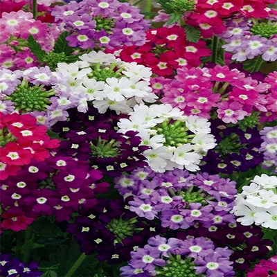 Verbena seeds