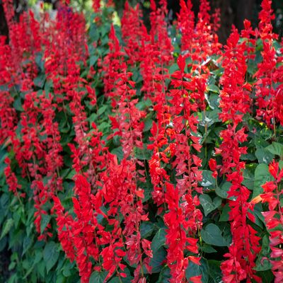 Salvia splendens seeds