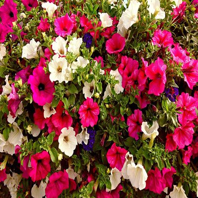 petunia mix seeds