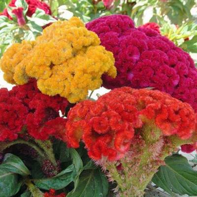 Celosia dwarf cockscomb mixed seeds