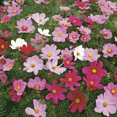 Cosmos dwarf sensation mix seeds