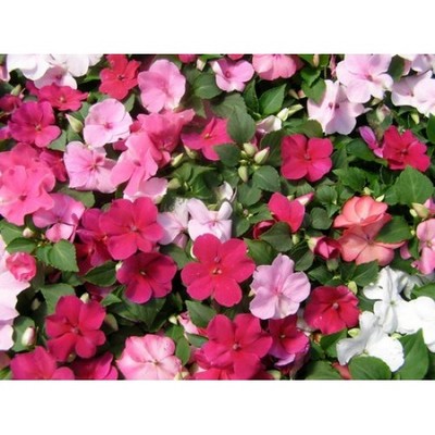 Impatiens baby mix seeds