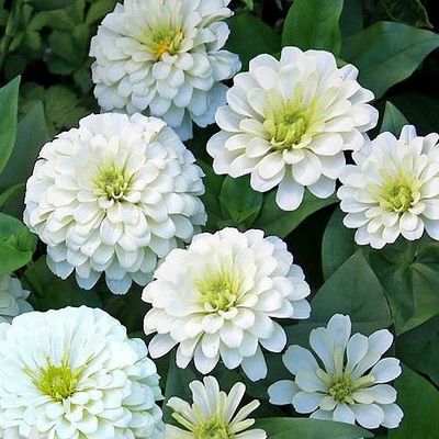 Zinnia polar bear white seeds