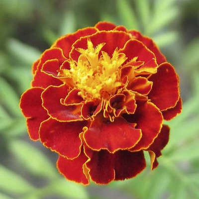 Tagetes nana petula scarlet red